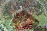 Moss-Agate Replaced Petrified Wood Limb Cast - Oregon #346215-1